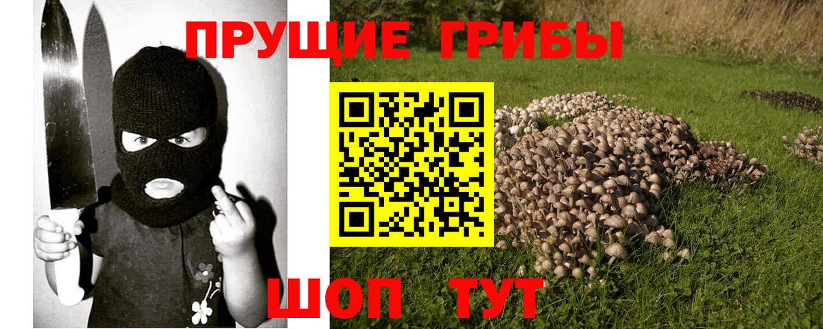 Галлюциногенные грибы Psilocybine cubensis Североморск